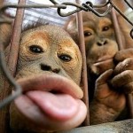 Apie beždžiones....o gal ne apie jas?