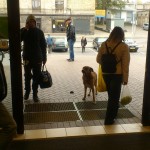 Vilniuje prie prekybos centro įėjimo budi didžiulis šuo