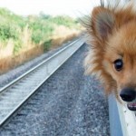 Vežtis  gyvūną traukiniu griežčiausios taisyklės kelionei į Minską, į Angliją ir Norvegiją apskritai draudžiama