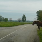 Važiuodami link Natkiškių būkite atsargūs ant kelio gali pasirodyti arkliai, ne "balti" o tikri