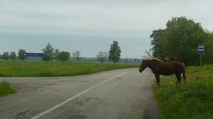 Šalia važiuojamosios dalies pavojingai stovi arklys