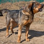 Principingi Kauno policininkai lojančio naktį šuns savininką įpareigojo keturkojį užsidaryti namuose