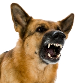 aggressive-dog-training