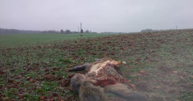 Netoli Raudondvario rasti šerno likučiai - įtariama vilkų puota
