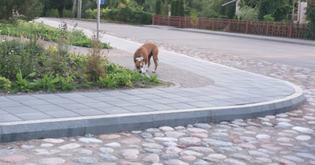 Po Vilkijos miestelį lakstė palaidas kovinis šuo(atnaujinta)