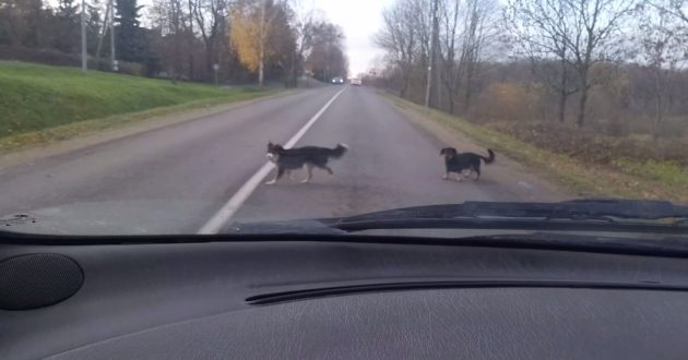 Kauno rajono valdžia nesusitvarko su palaidais šunimis- keturkojai kelia grėsmę eismo saugumui(video)