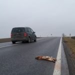 Palaidi šunys Kauno rajone žūsta patys ir kelia grėsmę eismo saugumui