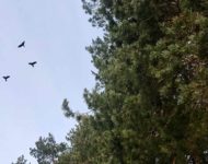 Uteniškiai ir varnos- nesibaigiantis Dauniškio parko košmaras. Europos direktyva paukščių pusėje.(video)