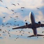 Lietuvos oro uostuose  sprogstamais ir žviegiančiais šoviniais baidys paukščius.