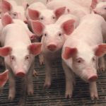 Prasidės lietuviškos kiaulienos eksportas į Ukrainą
