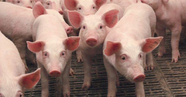 Prasidės lietuviškos kiaulienos eksportas į Ukrainą