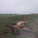 Netoli Raudondvario rasti šerno likučiai - įtariama vilkų puota