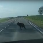 Palaidi šunys Kauno rajone ir toliau kelią grėsmę eismo saugumui(video)