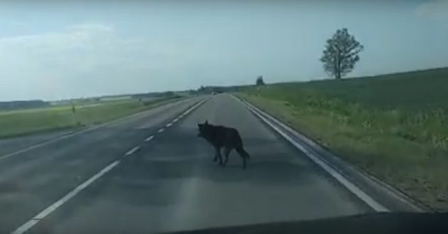 Palaidi šunys Kauno rajone ir toliau kelią grėsmę eismo saugumui(video)