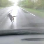 Palaidi šunys Kauno rajone kelia grėsmę eismo saugumui(video)