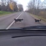 Kauno rajono valdžia nesusitvarko su palaidais šunimis- keturkojai kelia grėsmę eismo saugumui(video)