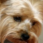 Kontrolinis šuns pirkimas atskleidė įžūlų pažeidimą – neteisėtą veisimą ir prekybą Šiauliuose