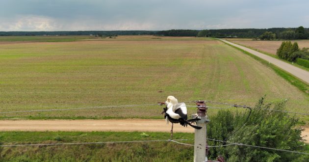 Nutūpimas ant elektros laidų gandrui buvo lemtingas, dėl patirtos iškrovos paukštis nugaišo.